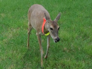 Spring's resident deer