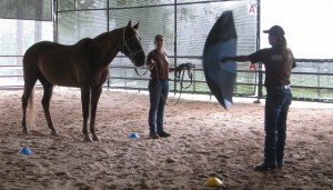 Hootie finds a suddenly-opened umbrella interesting but not worrying. (Note the markers on the ground so that all every horse is exposed from the same distance.)