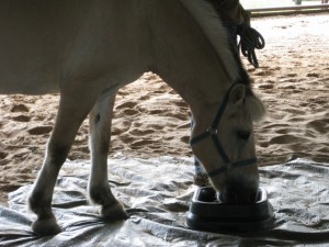 Runa has no problem stepping on a tarp when food beckons.