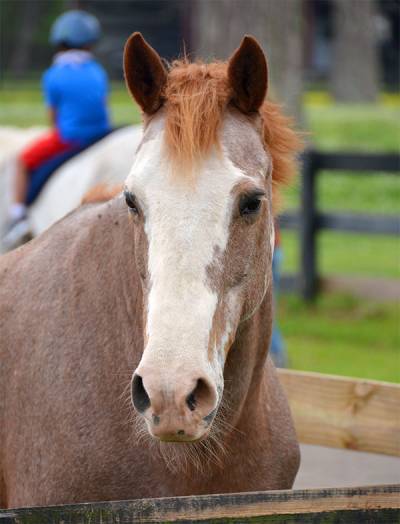 Equine Assisted Learning at SIRE