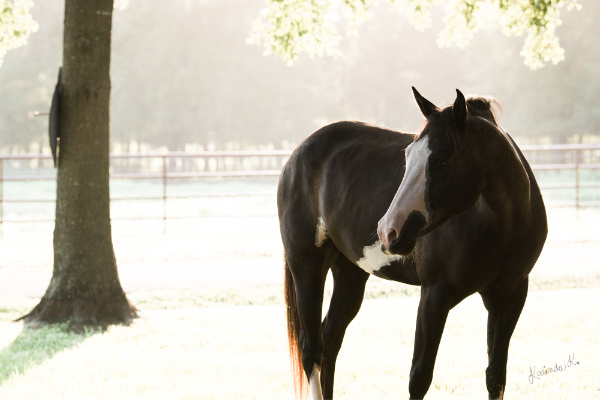 Horse in pasture under a tree