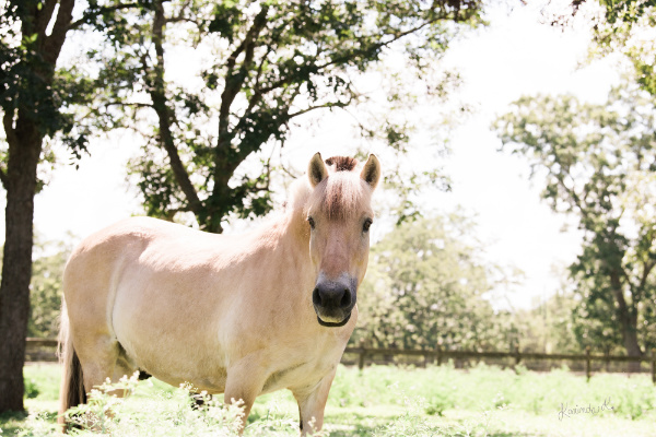 SIRE horse in pasture