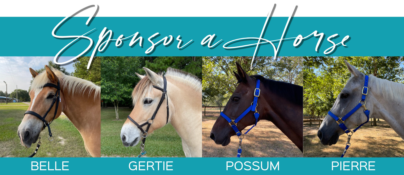 Sponsor a SIRE Horse