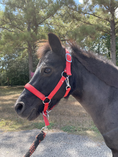 Niylah, miniature horse