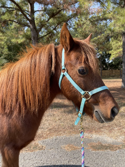 Tillie, miniature horse
