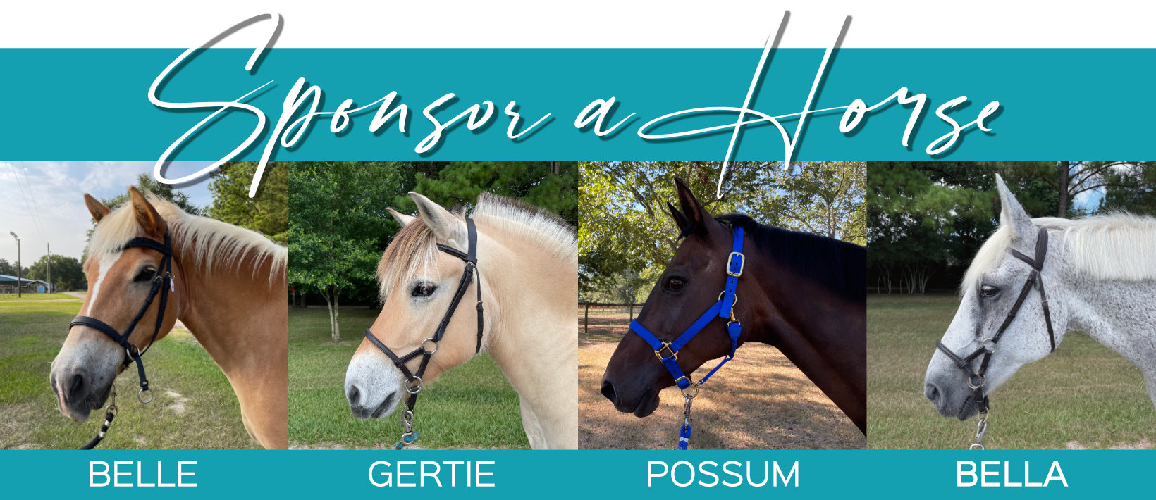 SIRE Sponser a Horse Sponsor a SIRE Horse